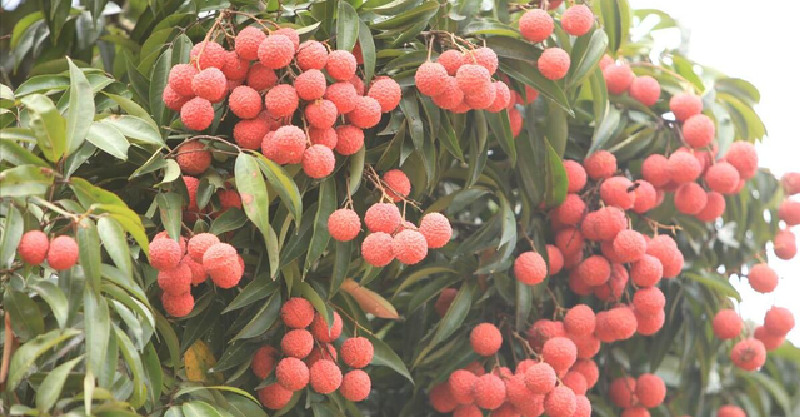 我家經營果園！端午小叔「帶6個朋友來摘荔枝」 臨走還帶300斤「我跟他收7500」他狠罵：沒把我當家人 - 趣味事務所